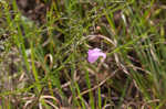 San Antonio false foxglove